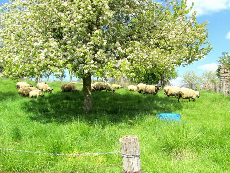 Soulaucourt-sur-Mouzon La Taniere Douce Bed & Breakfast エクステリア 写真